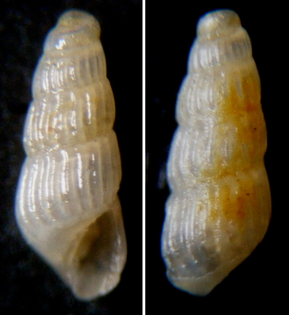 Conferma Chrysallida suturalis